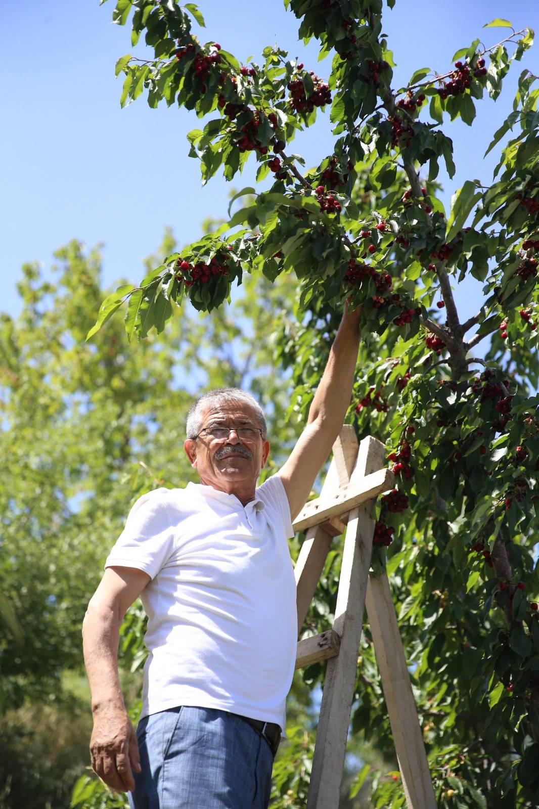 İsmini Nereden Aldığı Belli Oldu! Tam 800 Ton Rekolte Bekleniyor 2